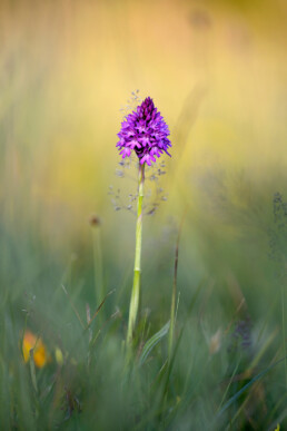 Met de kenmerkende pyramidevormige, paarse bloeiwijze is hondskruid goed te onderscheiden van andere orchideeën in de duinen | © Ronald van Wijk Fotografie