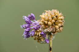 Alleen als het windstil is, kun je kraailook goed fotograferen. Door de lange dunne stengel beweegt de plant al snel met het minste zuchtje wind | © Ronald van Wijk Fotografie