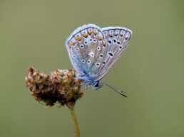Het icarusblauwtje laat zich goed fotograferen aan het begin (opwarmen) of het einde van de dag (rusten). Je kunt dan vaak verrassend dichtbij komen | © Ronald van Wijk Fotografie