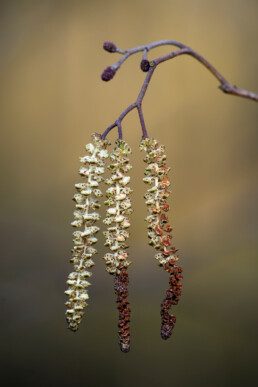 Zwarte els zie je vaak in singels langs sloten. De katjes met mannelijke bloemetjes wel 12 cm lang worden | © Ronald van Wijk Fotografie