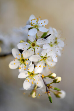 De sleedoorn is de eerst bloeiende boom na de winter. In het nog kale bos vallen de witte bloemen al van grote afstand op | © Ronald van Wijk Fotografie