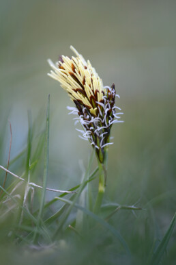 Voorjaarszegge is een klein plantje en valt amper op tussen het gras. Tijdens de bloei in het voorjaar is het een plaatje | © Ronald van Wijk Fotografie