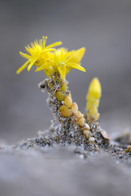 Muurpeper is te zien op open, zanderige plekken in de duinen. De vetplant kan goed tegen droogte en een felle zon. In de zomer verschijnen de gele bloemetjes | © Ronald van Wijk Fotografie