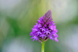 Het Vuurbaakduin in Wijk aan Zee staat bekend om de grote populatie hondskruid. Deze kleine, paarsroze orchidee staat hier in juli volop in bloei | © Ronald van Wijk Fotografie