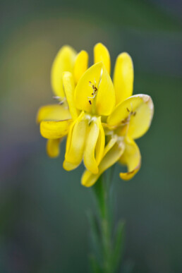 Verfbrem groeit in natte duinvalleien en is waardplant voor vlinders als het groentje en groot koolwitje. In het Verbrande Vlak zijn de mini-struikjes in grote aantallen te zien | © Ronald van Wijk Fotografie