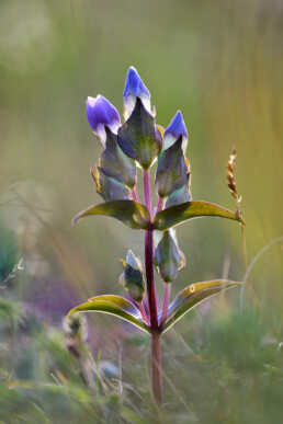 De veldgentiaan bloeit aan het einde van de zomer. De plant is zeldzaam en staat op de Nederlandse Rode lijst van planten | © Ronald van Wijk Fotografie