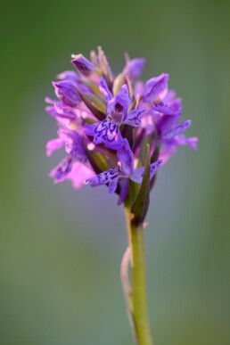 Rietorchis is een algemene orchidee die op veel verschillende plekken in de duinen voorkomt | © Ronald van Wijk Fotografie