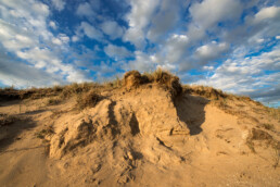 Op de top van zanderige duinhellingen komen vaak steilwandjes voor, waar zandbijen, graafwespen en rupsendoders hun eitjes in smalle gangetjes leggen | © Ronald van Wijk Fotografie