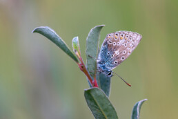 In de natte vallei van het Verbrande Vlak zijn veel icarusblauwtjes te zien. De vlinders overnachten vaak in kleine groepjes bij elkaar op een beschutte plek | © Ronald van Wijk Fotografie