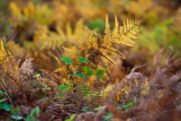 Aan de rand van Het Berkenbos vlakbij de Kruisberg staan veel hoge adelaarsvarens. In de herfst kleuren ze prachtig geel en bruin | © Ronald van Wijk Fotografie