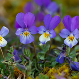 Duinviooltjes komen massaal voor in het Vogelduin. In het voorjaar kleuren de duizenden bloemetjes de duinhellingen paars | © Ronald van Wijk Fotografie