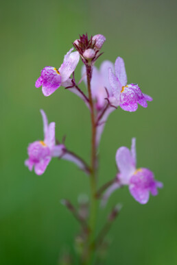 Bij de herinrichting van De Vlotter en Duinweide is een deel van het terrein ingezaaid met akkerbloemen, zoals deze bonte leeuwenbek | © Ronald van Wijk Fotografie