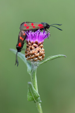 In juli en augustus vliegen veel Sint-Jansvlinders rond in De Rellen. Ze zijn makkelijk te herkennen aan de zes rode stippen op de zwarte vleugels | © Ronald van Wijk Fotografie