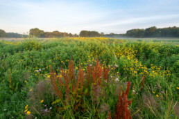 Uitzicht over een bloemenzee op de voormalige akkers van De Vlotter in de duinen bij Heemskerk | © Ronald van Wijk Fotografie