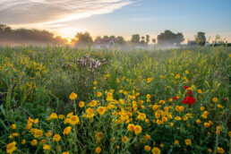 Bloemrijke graslanden van De Vlotter tijdens zonsopkomst in de zomer. Met het kenmerkende huisje op de achtergrond | © Ronald van Wijk Fotografie