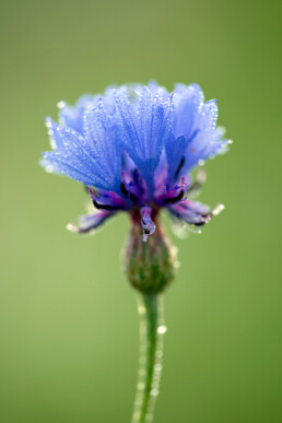 De korenbloem groeit traditioneel op akkers tussen het graan. De bloemen zijn populair bij zweefvliegen, vlinders en bijen | © Ronald van Wijk Fotografie