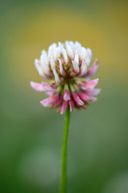 De bloemen van witte klaver zie je vooral op de kort begroeide delen langs de wandelpaden op De Vlotter | © Ronald van Wijk Fotografie