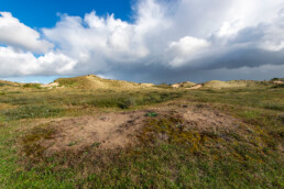 Na de brand in de duinen van Heemskerk is een fris en open duinlandschap ontstaan met veel open, zanderige plekken en lage begroeiing | © Ronald van Wijk Fotografie