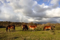 Grazende exmoorpony's in het Ligustervlak in de duinen bij Wijk aan Zee | © Ronald van Wijk Fotografie