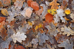 Laagje rijp op verzameling van gevallen herfstbladeren van eik en beuk na een koude nacht in het duinbos | © Ronald van Wijk Fotografie