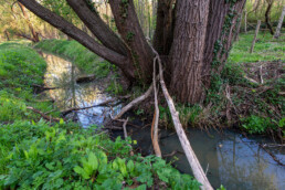 Rond Duinweide loopt een stelsel van duinbeken die vroeger zijn gegraven om het water af te voeren. In het voorjaar is het water vaak roestbruin | © Ronald van Wijk Fotografie