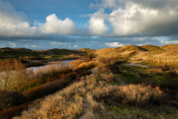 Duinmeertjes in de duinen van Albertdal & Soeckebacker bij Egmond aan Zee | © Ronald van Wijk Fotografie