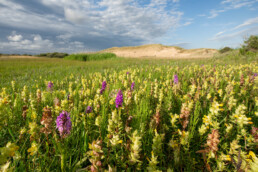 Grote ratelaar en rietorchis in natte vallei aan de voet van een paraboolduin in de duinen bij Heemskerk | © Ronald van Wijk Fotografie