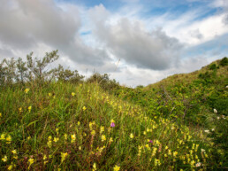 In de zomer kleuren de duingraslanden van het Vuurbaakduin uitbundig geel van de bloeiende ratelaar | © Ronald van Wijk Fotografie