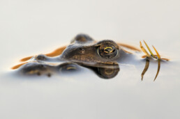 Vroeg in het voorjaar trekken padden en bruine kikkers massaal naar het ondiepe water van poelen en plassen in het binnenduin bij Heemskerk | © Ronald van Wijk Fotografie