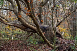 Tijdens een wandeling door het bos van de Berenweide kom je mooie, oude eiken tegen. Met hun wijd verspreide kronen zijn het ideale klimbomen | © Ronald van Wijk Fotografie