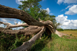 Takken van omgevallen boom aan de rand van Waterrijk in de duinen van Egmond-Binnen | © Ronald van Wijk Fotografie