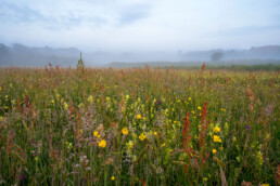 Bloeiende bloemen in natte vallei tijdens mistige zonsopkomst in De Bleek bij Egmond-Binnen | © Ronald van Wijk Fotografie