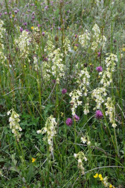 Moeraswespenorchis in natte weilanden van Waterrijk bij Egmond-Binnen | © Ronald van Wijk Fotografie