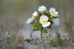 Witte bloemen van duinroosje in de duinen bij Egmond | © Ronald van Wijk Fotografie