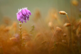 Dophei groeit op vochtige delen van de heideveldjes, bijvoorbeeld rond poelen. De roze urnvormige bloemen zijn goed te herkennen | © Ronald van Wijk Fotografie