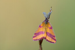 De zuringspanner is een dagactieve nachtvlinder die algemeen voorkomt op zandgronden in het binnenland en de duinen | © Ronald van Wijk Fotografie