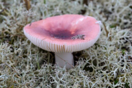 Veel russula's lijken op elkaar en lastig op naam te brengen. De roze berkenrussula is een algemene soort die in de buurt van berken groei | © Ronald van Wijk Fotografie