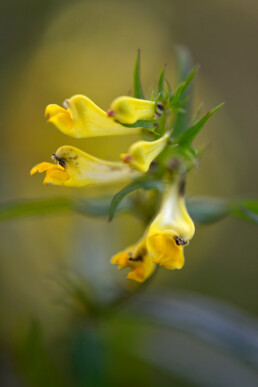 Hengel groeit langs het wandelpad in het bos. De eenjarige plant is een halfparasiet en tapt voedingsstoffen af van bomen | © Ronald van Wijk Fotografie