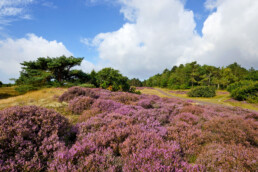 In de tweede week van augustus bloeit de struikhei volop paars en zijn de duinen bij Bergen op hun mooist. | © Ronald van Wijk Fotografie