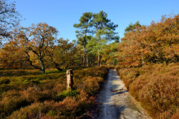 Het is heerlijk wandelen over de smalle zandpaadjes langs de heidevelden, maar let op voor de vele mountainbikers in de ochtend | © Ronald van Wijk Fotografie