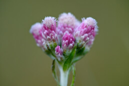 Het rozenkransje bloeit in mei en juni. Dit plantje is super zeldzaam. Er zijn planten met roze (vrouwelijk) en witte (mannelijk) bloemen | © Ronald van Wijk Fotografie