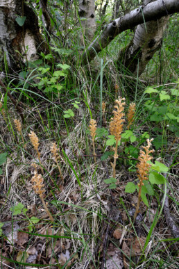 Het Vogelnestje is onopvallende, lichtbruine orchidee die alleen in de duinen bij Bergen voorkomt. De plant heeft geen bladgroen en is voor zijn voedsel afhankelijk van schimmels in de bosbodem | © Ronald van Wijk Fotografie