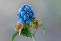 Blauwe bessen van braam tijdens herfst in de duinen | © Ronald van Wijk Fotografie