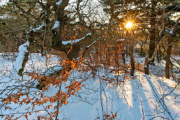 De eikenbomen in de duinen bij Bergen hebben vaak mooie grillige takken. De bijzondere vormen zijn vooral in de winter goed te zien | © Ronald van Wijk Fotografie