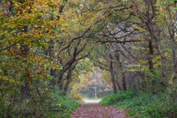 Wandelpad 'Verbrande Panweg' door het eikenbos van de duinen bij Bergen | © Ronald van Wijk Fotografie