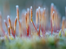 Op de zanderige duinhellingen zijn grote groepen met haarmos te vinden. Vroeg in het voorjaar verschijnen de sporenkapsels | © Ronald van Wijk Fotografie