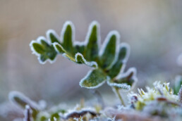 Eikvaren is een erg fotogeniek plantje dat op de koelere noordkant van de duinhellingen groeit | © Ronald van Wijk Fotografie