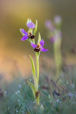 De bijenorchis is een van de mooiste orchideeën in ons land. De opgebolde, harige onderlip lijkt een beetje op een bij | © Ronald van Wijk Fotografie