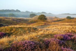 De glooiende lage duintjes en vele grassen zijn uniek voor het Lange Vlak in de duinen bij Bergen | © Ronald van Wijk Fotografie