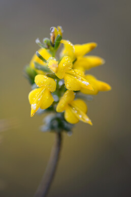 In de natte valleien bij het Paadje van Praat groeit tussen de heide veel stekelbrem. De gele bloemen verschijnen al vroeg in april | © Ronald van Wijk Fotografie